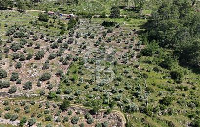 Bodrum Gökpınar Satılık Bakımlı Zeytinlik ve Tarla