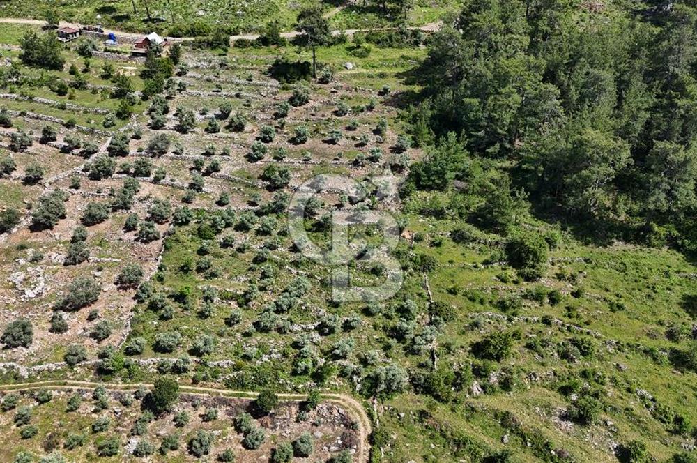 Bodrum Gökpınar Satılık Bakımlı Zeytinlik ve Tarla