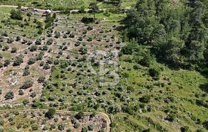 Bodrum Gökpınar Satılık Bakımlı Zeytinlik ve Tarla