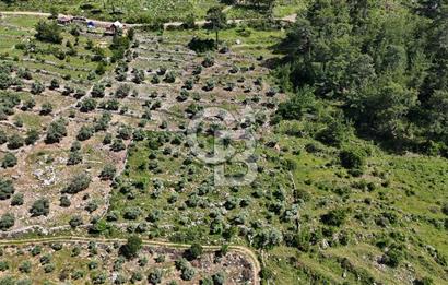Bodrum Gökpınar Satılık Bakımlı Zeytinlik ve Tarla