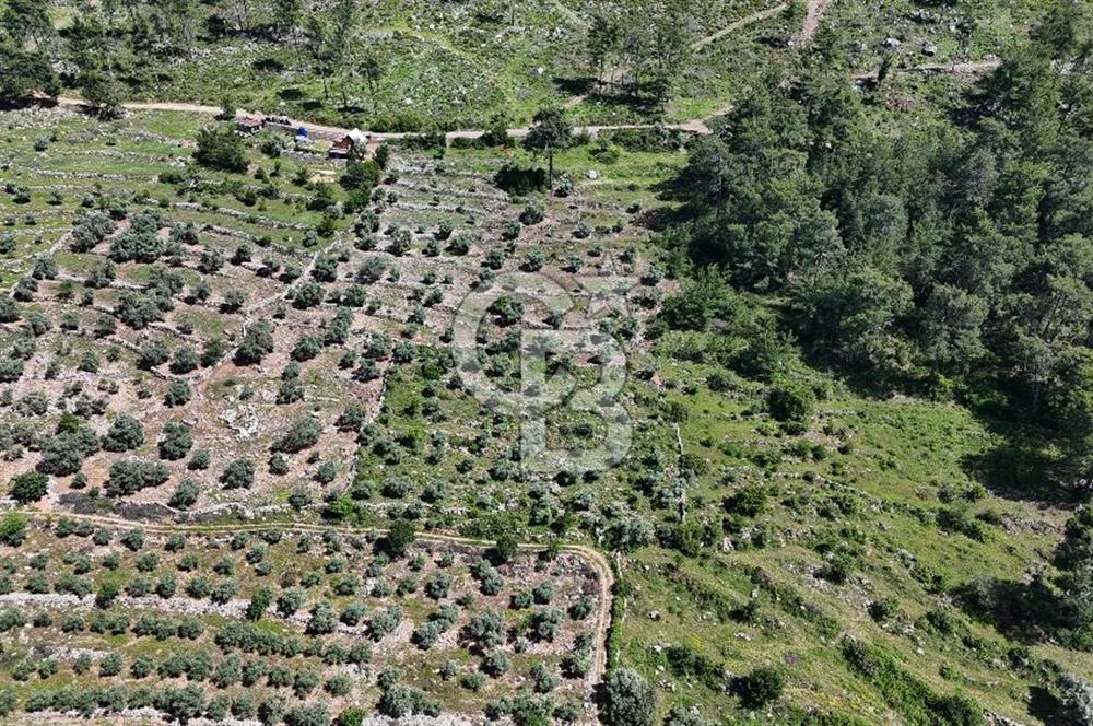 Bodrum Gökpınar Satılık Bakımlı Zeytinlik ve Tarla