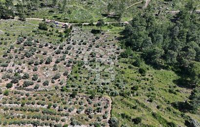 Bodrum Gökpınar Satılık Bakımlı Zeytinlik ve Tarla