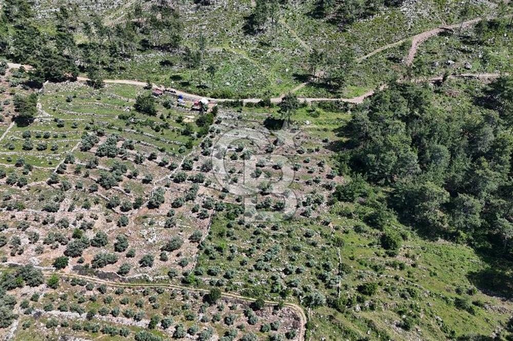 Bodrum Gökpınar Satılık Bakımlı Zeytinlik ve Tarla