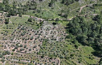 Bodrum Gökpınar Satılık Bakımlı Zeytinlik ve Tarla