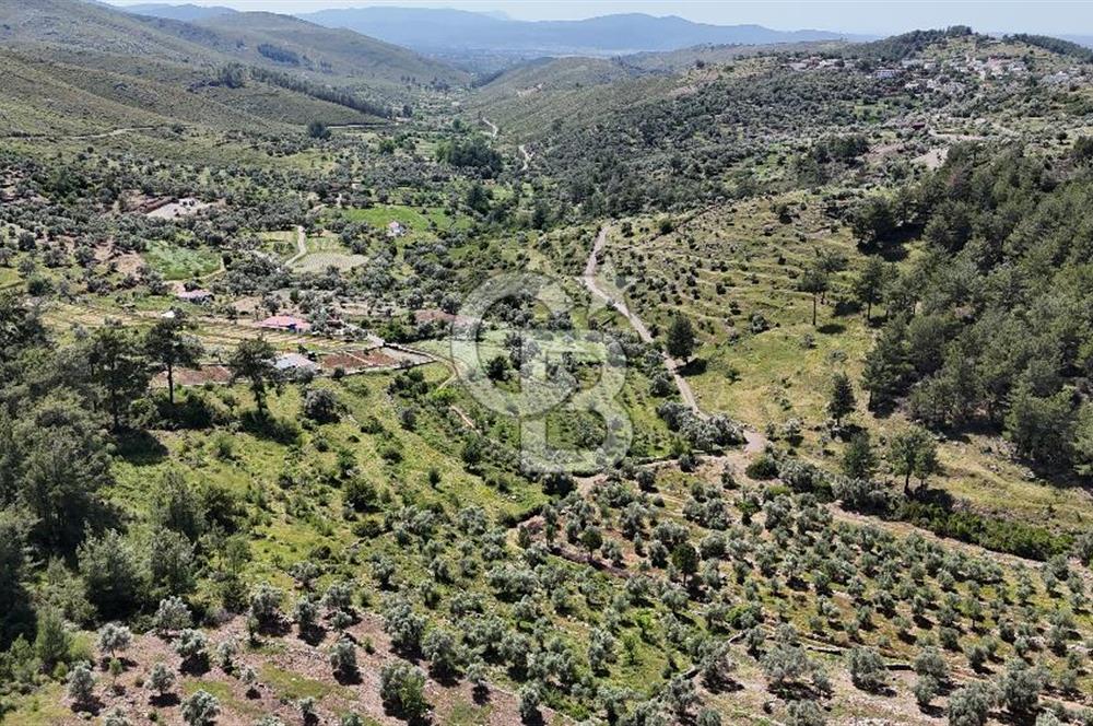 Bodrum Gökpınar Satılık Bakımlı Zeytinlik ve Tarla