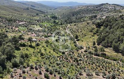 Bodrum Gökpınar Satılık Bakımlı Zeytinlik ve Tarla