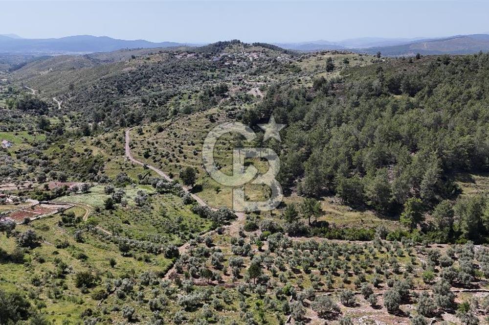 Bodrum Gökpınar Satılık Bakımlı Zeytinlik ve Tarla