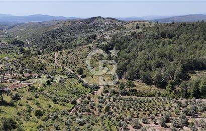 Bodrum Gökpınar Satılık Bakımlı Zeytinlik ve Tarla