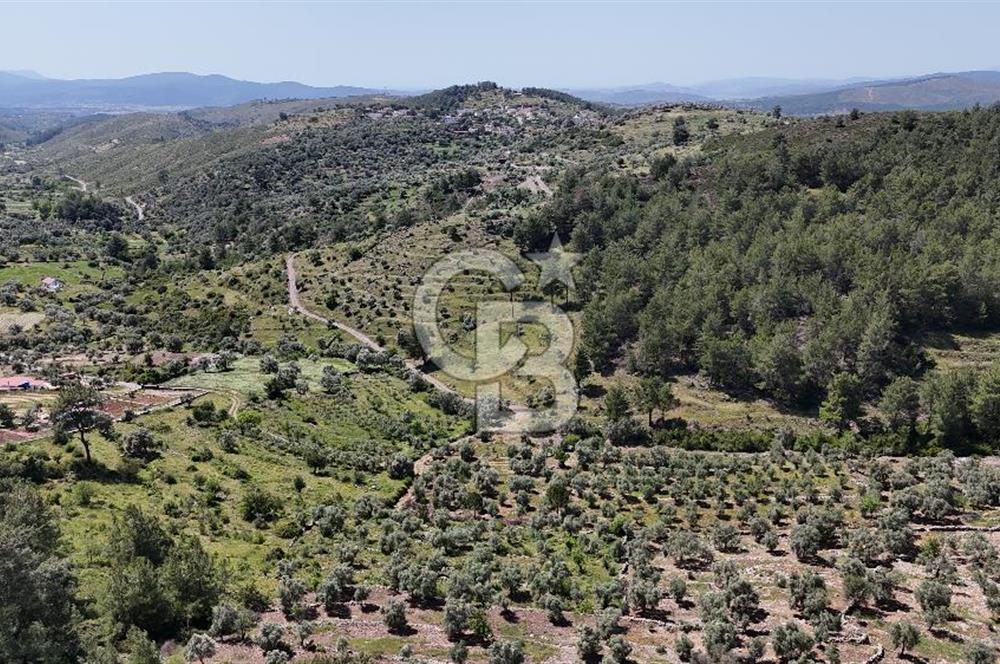 Bodrum Gökpınar Satılık Bakımlı Zeytinlik ve Tarla
