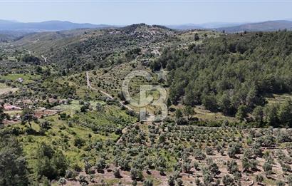 Bodrum Gökpınar Satılık Bakımlı Zeytinlik ve Tarla