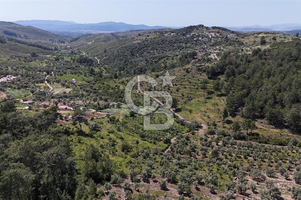Bodrum Gökpınar Satılık Bakımlı Zeytinlik ve Tarla