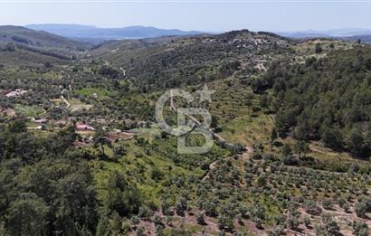 Bodrum Gökpınar Satılık Bakımlı Zeytinlik ve Tarla