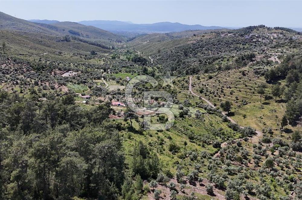 Bodrum Gökpınar Satılık Bakımlı Zeytinlik ve Tarla