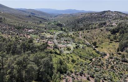 Bodrum Gökpınar Satılık Bakımlı Zeytinlik ve Tarla