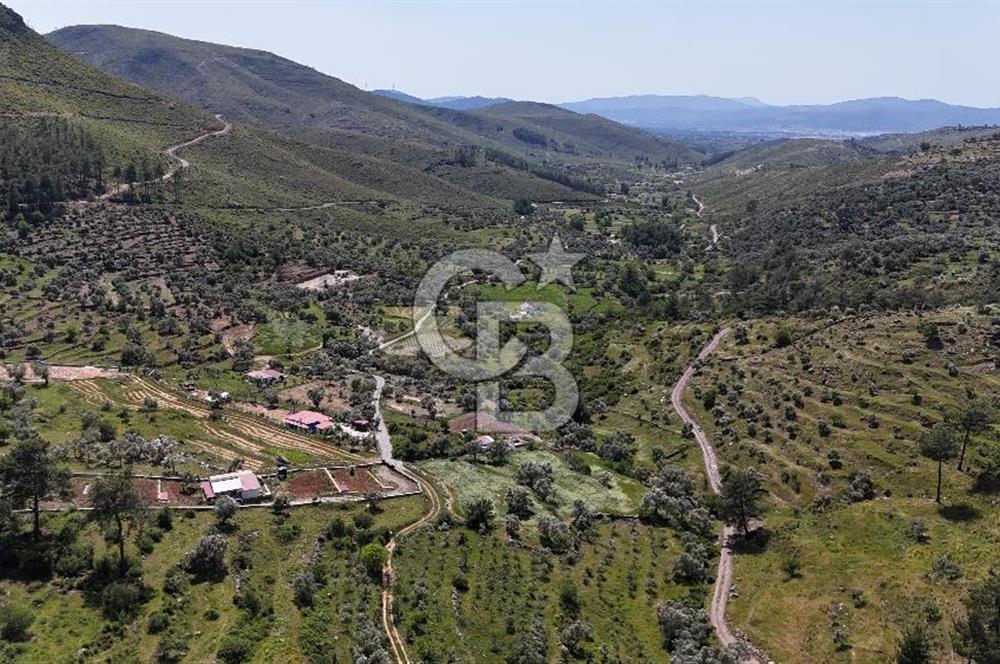 Bodrum Gökpınar Satılık Bakımlı Zeytinlik ve Tarla
