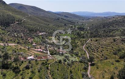 Bodrum Gökpınar Satılık Bakımlı Zeytinlik ve Tarla