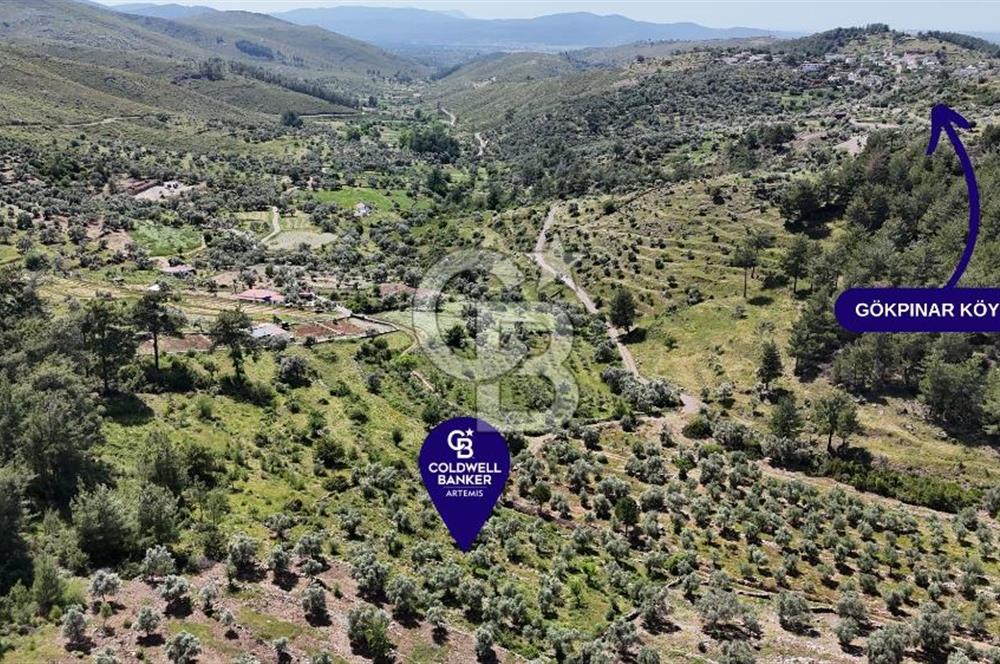 Bodrum Gökpınar Satılık Bakımlı Zeytinlik ve Tarla