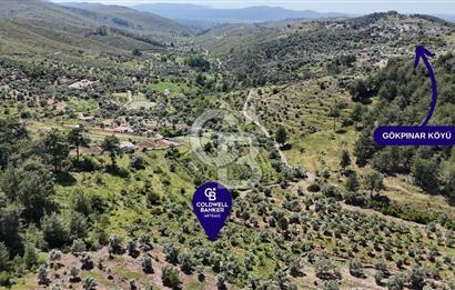 Bodrum Gökpınar Satılık Bakımlı Zeytinlik ve Tarla