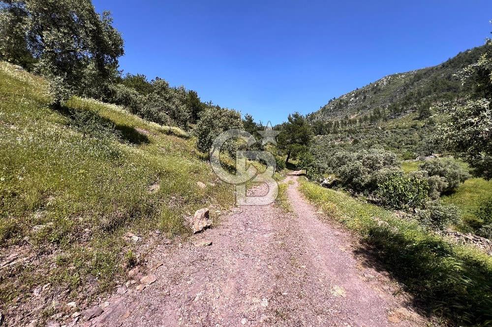 Bodrum Gökpınar Satılık Bakımlı Zeytinlik ve Tarla