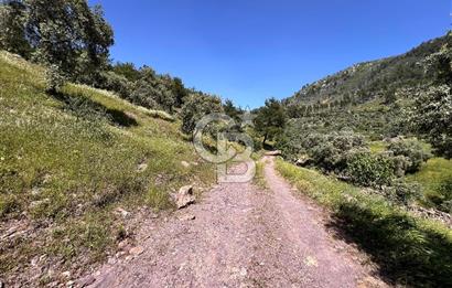 Bodrum Gökpınar Satılık Bakımlı Zeytinlik ve Tarla