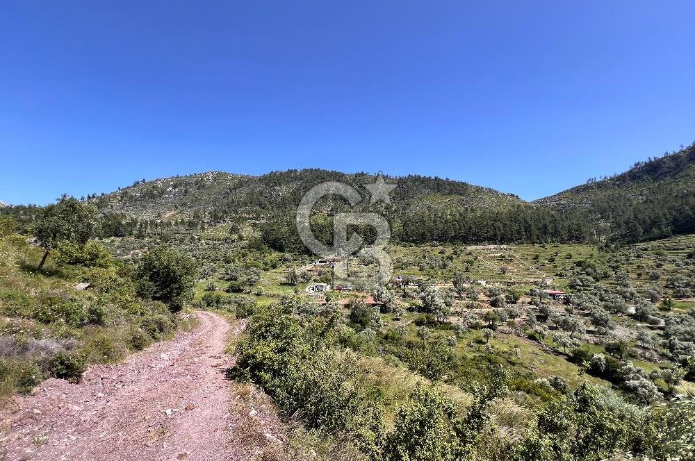 Bodrum Gökpınar Satılık Bakımlı Zeytinlik ve Tarla