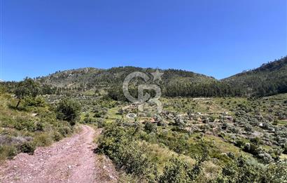 Bodrum Gökpınar Satılık Bakımlı Zeytinlik ve Tarla