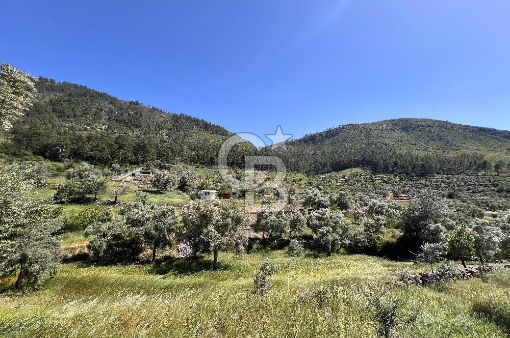 Bodrum Gökpınar Satılık Bakımlı Zeytinlik ve Tarla