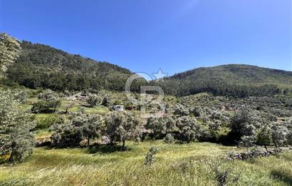 Bodrum Gökpınar Satılık Bakımlı Zeytinlik ve Tarla