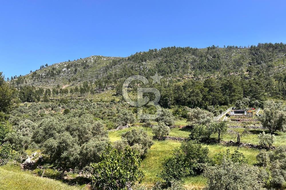 Bodrum Gökpınar Satılık Bakımlı Zeytinlik ve Tarla