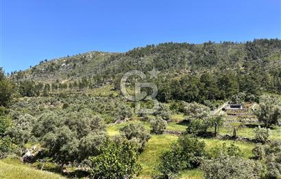Bodrum Gökpınar Satılık Bakımlı Zeytinlik ve Tarla