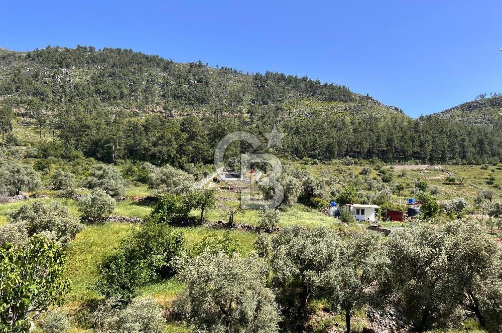 Bodrum Gökpınar Satılık Bakımlı Zeytinlik ve Tarla