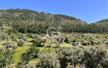 Bodrum Gökpınar Satılık Bakımlı Zeytinlik ve Tarla