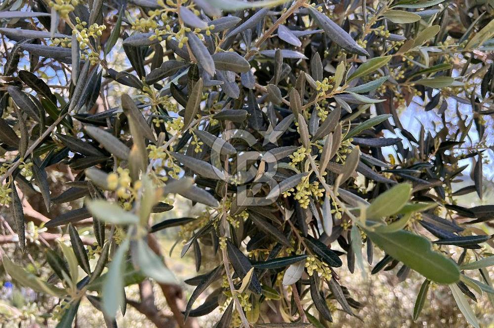 Bodrum Gökpınar Satılık Bakımlı Zeytinlik ve Tarla