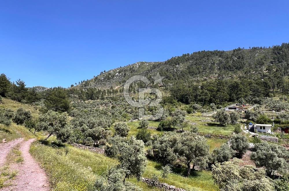 Bodrum Gökpınar Satılık Bakımlı Zeytinlik ve Tarla