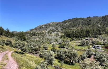 Bodrum Gökpınar Satılık Bakımlı Zeytinlik ve Tarla