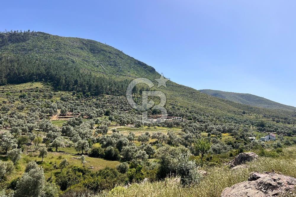 Bodrum Gökpınar Satılık Bakımlı Zeytinlik ve Tarla