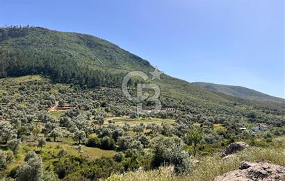 Bodrum Gökpınar Satılık Bakımlı Zeytinlik ve Tarla