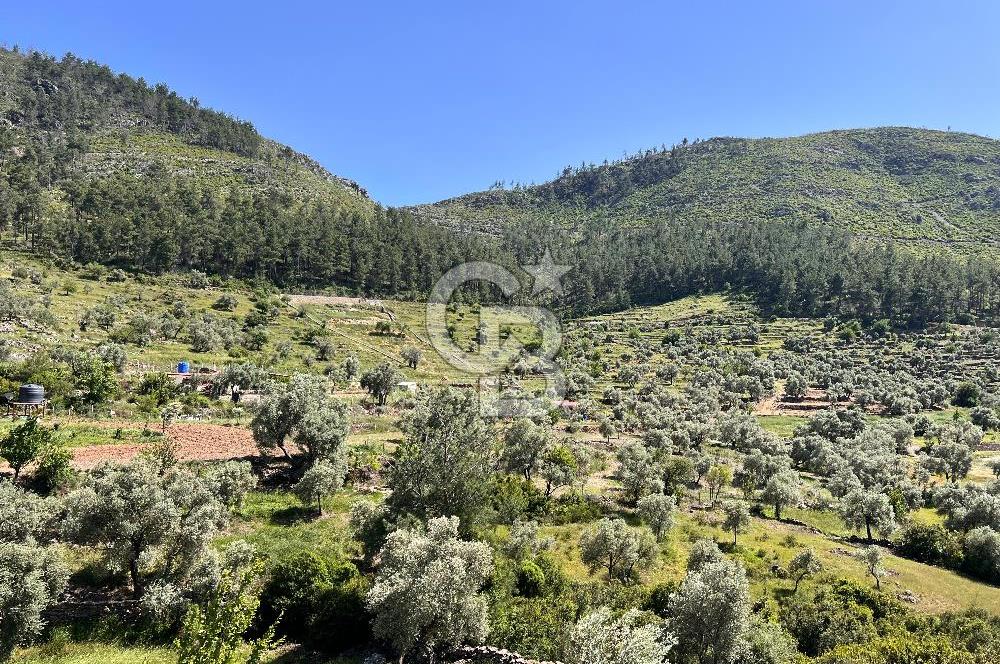 Bodrum Gökpınar Satılık Bakımlı Zeytinlik ve Tarla