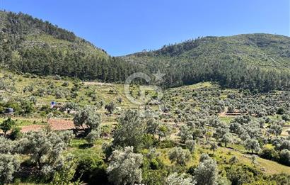 Bodrum Gökpınar Satılık Bakımlı Zeytinlik ve Tarla