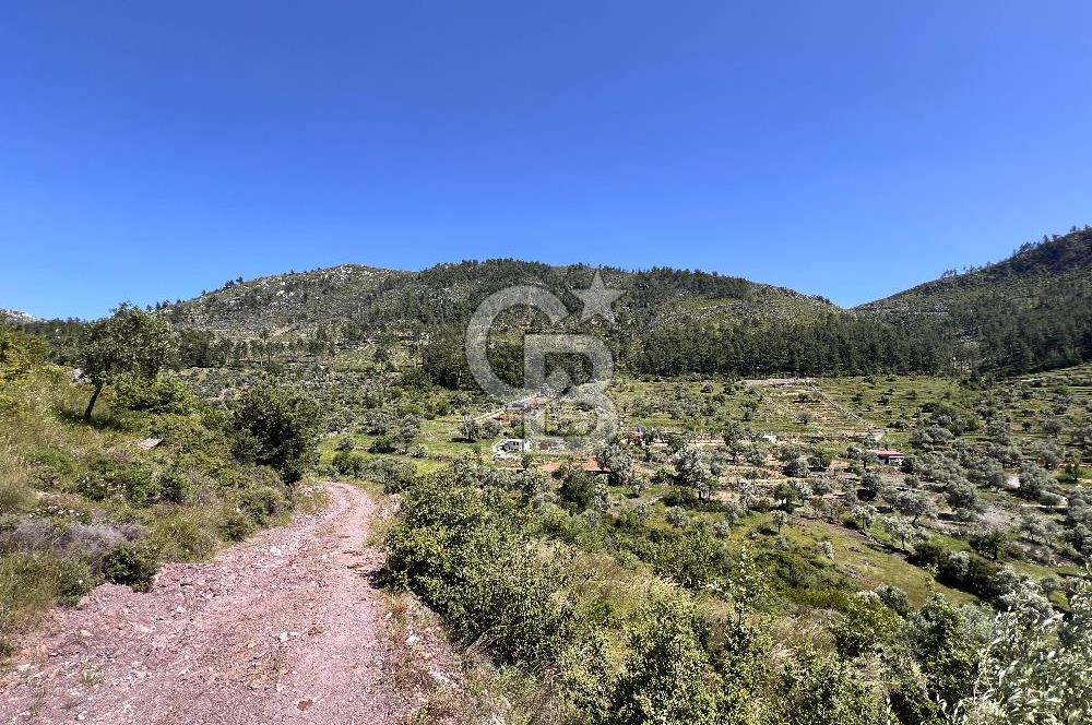 Bodrum Gökpınar Satılık Bakımlı Zeytinlik ve Tarla
