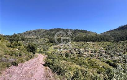 Bodrum Gökpınar Satılık Bakımlı Zeytinlik ve Tarla