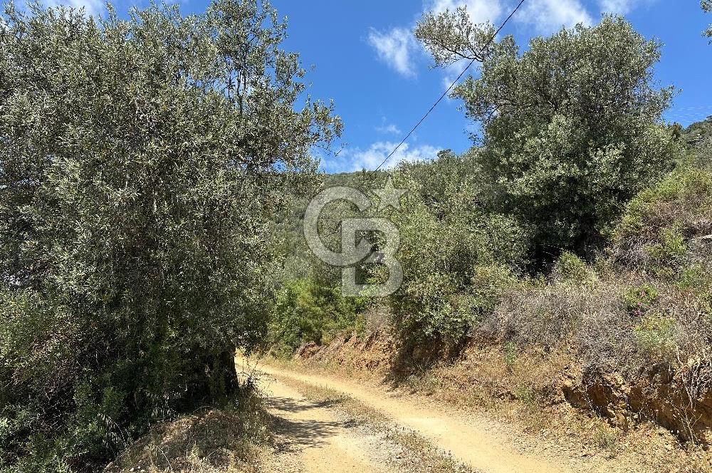 EDREMİT ALTINOLUK'TA DENİZ MANZARALI İMARLI ARSA 531 M2