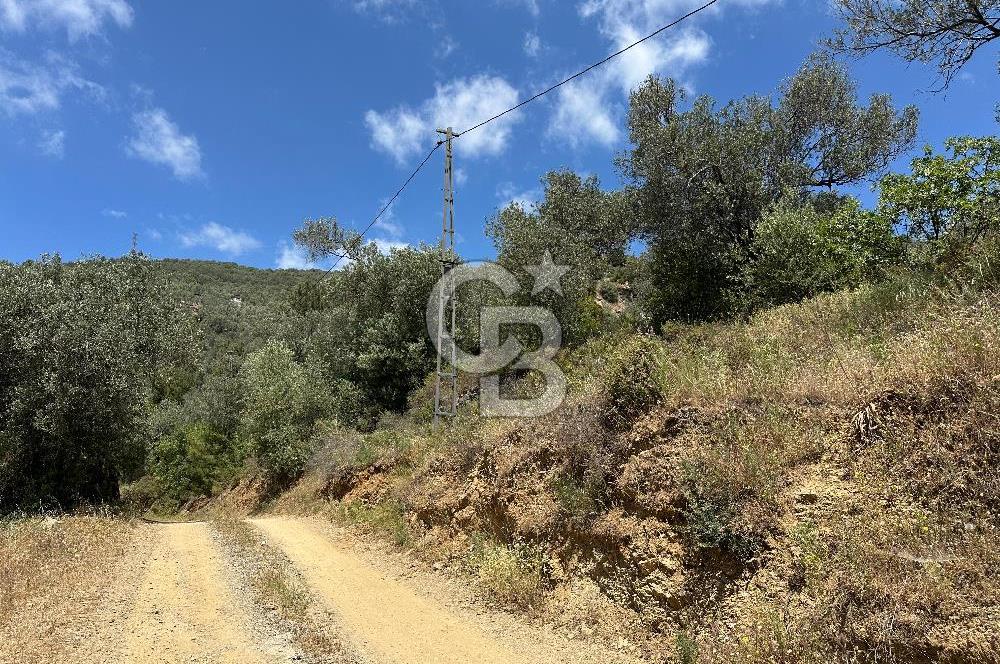 EDREMİT ALTINOLUK'TA DENİZ MANZARALI İMARLI ARSA 531 M2