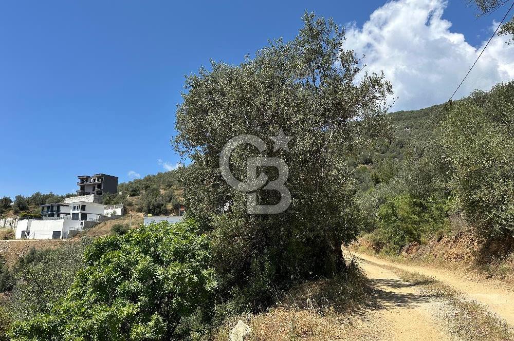 EDREMİT ALTINOLUK'TA DENİZ MANZARALI İMARLI ARSA 531 M2