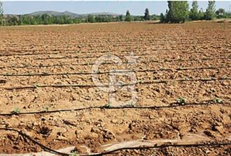 Denizli Çal Hançalar'da Satılık Tarla