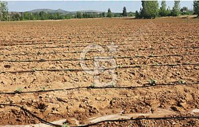 Denizli Çal Hançalar'da Satılık Tarla