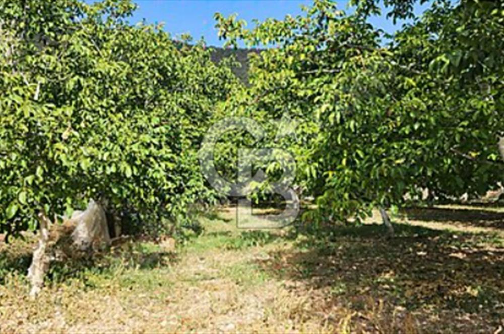 Burdur Gölhisar İbecik Köyünde Satılık Ceviz Tarlası