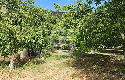 Burdur Gölhisar İbecik Köyünde Satılık Ceviz Tarlası