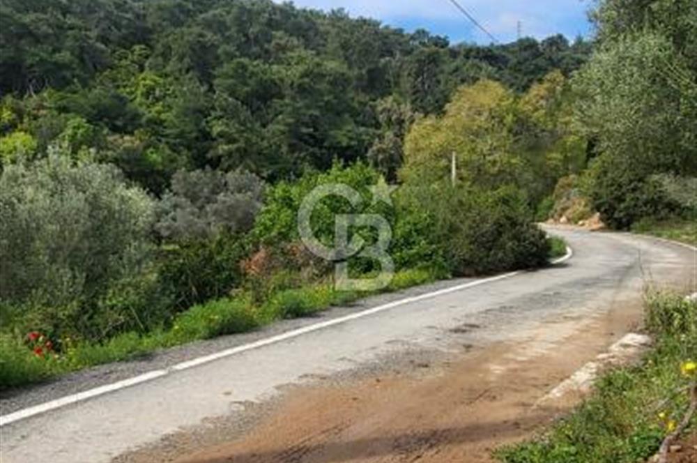Investment opportunity plots in Bodrum Dağbelen