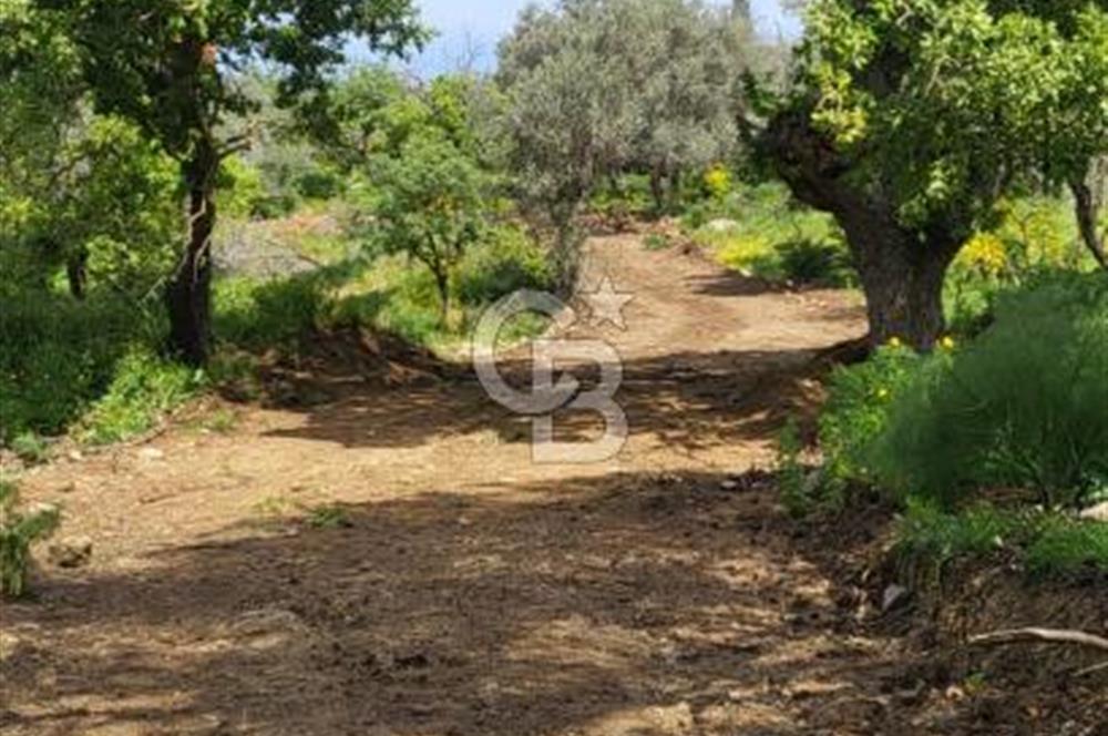Investment opportunity plots in Bodrum Dağbelen